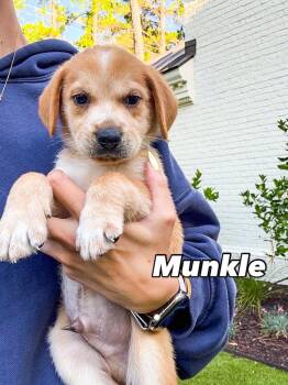 Rescue Mixed Breed Dogs for Adoption in Charleston, South Carolina - Munkle | PetCurious