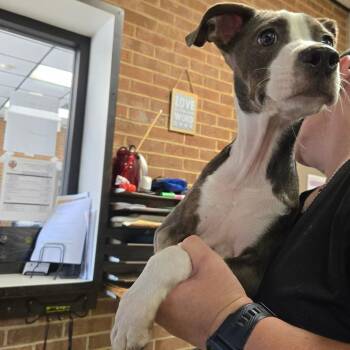 Blossom -  Pit Bull Terrier Dog for Adoption in Birmingham, Alabama - Blossom | PetCurious
