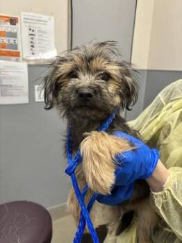 TRAILMIX -  Terrier Dog for Adoption in Las Vegas, Nevada - TRAILMIX | PetCurious