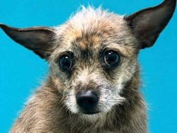 Yorkshire Terrier Dogs Available for Adoption in Ladson, South Carolina - Minnie | PetCurious