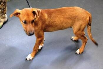 Elmer -  Terrier and Mixed Breed Dog for Adoption in Picayune, Mississippi - Elmer | PetCurious