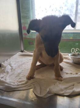 Shepherd Dogs Available for Adoption - Pen 230 Thor | PetCurious