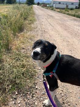 Duracell -  Mixed Breed Dog for Adoption in Fort Collins, Colorado - Duracell | PetCurious