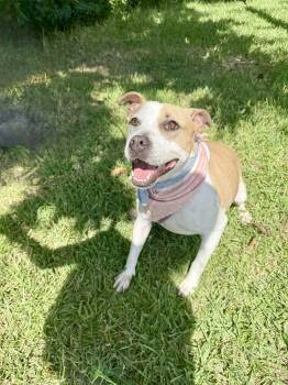 Rescue American Staffordshire Terrier Dogs for Adoption in Angleton, Texas - Volleyball | PetCurious