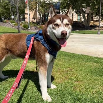 Harry -  Siberian Husky Dog for Adoption in Pasadena, California - Harry | PetCurious