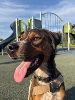 REN -  Black And Tan Coonhound Dog for Adoption in Portland, Oregon - REN | PetCurious