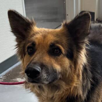 Mixed Breed Dogs Available for Adoption in Las Cruces, New Mexico - Mose | PetCurious