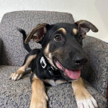 Reid -  German Shepherd Dog Dog for Adoption in South Houston, Texas - Reid | PetCurious