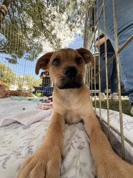 Martini -  Boxer and Mixed Breed Dog for Adoption in Morristown, New Jersey - Martini | PetCurious