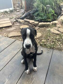 Rescue Great Dane and Boxer Dogs for Adoption in Houston, Texas - Trace | PetCurious