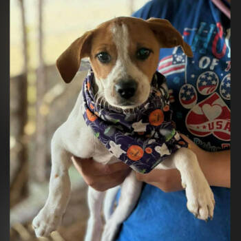 Rescue Mixed Breed Dogs for Adoption in Rockville, Maryland - Walker | PetCurious