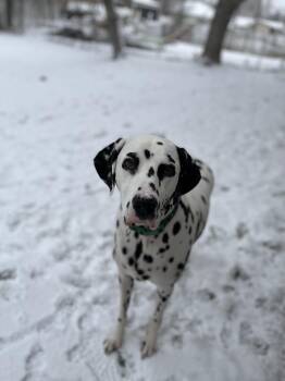 Remy (Bonded. with Hagrid)- Spanish Fork, Utah -  Dalmatian Dog for Adoption in San Diego, California - Remy (Bonded. With Hagrid)- Spanish Fork, Utah | PetCurious