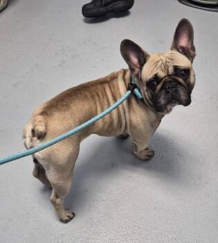 Pen 238 -  French Bulldog Dog for Adoption in Lawrenceville, Georgia - Pen 238 | PetCurious