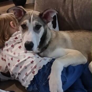 Whiskey -  Great Dane and Husky Dog for Adoption in Midland, Michigan - Whiskey | PetCurious