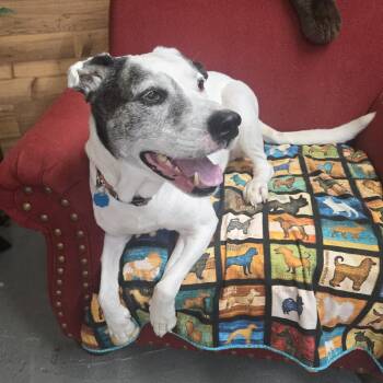 Rescue Mixed Breed and American Staffordshire Terrier Dogs for Adoption in Prescott, Arizona - HERO | PetCurious