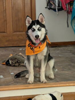 Rescue Husky Dogs for Adoption in Denver, Colorado - Lace | PetCurious
