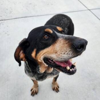 Stella -  Plott Hound Dog for Adoption in Harrisonburg, Virginia - Stella | PetCurious