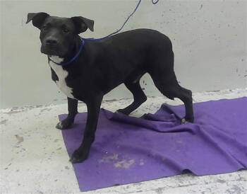 RICK -  Staffordshire Bull Terrier and Mixed Breed Dog for Adoption in Houston, Texas - RICK | PetCurious