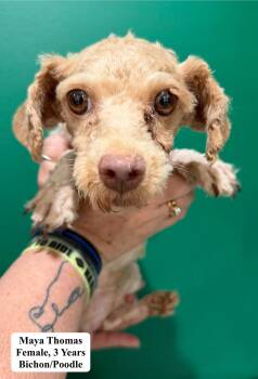 Maya Thomas -  Bichon Frise and Poodle Dog for Adoption in Blue Springs, Missouri - Maya Thomas | PetCurious