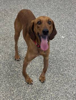 Rescue Hound Dogs for Adoption in Liverpool, New York - Oakley | PetCurious
