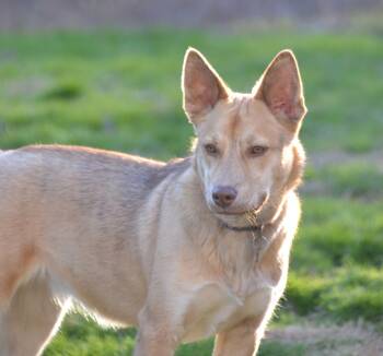 Rescue Husky and German Shepherd Dog Dogs for Adoption in Brierfield, Alabama - Jasmine | PetCurious