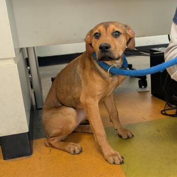 Honeybee Girl -  Mixed Breed Dog for Adoption in Philadelphia, Pennsylvania - Honeybee Girl | PetCurious