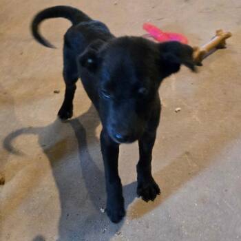 Labrador Retriever Dogs Available for Adoption in Waggaman, Louisiana - Mork | PetCurious