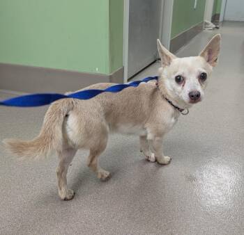 Boo -  Chihuahua Dog for Adoption in La Porte, Indiana - Boo | PetCurious