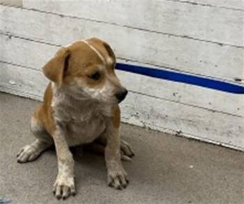 HARRY PUPPER -  German Shepherd Dog and Mixed Breed Dog for Adoption in San Bernardino, California - HARRY PUPPER | PetCurious