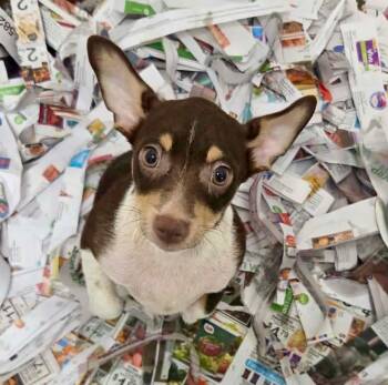 Oden -  Chihuahua and Dachshund Dog for Adoption - Oden | PetCurious