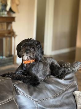 Precious -  Havanese Dog for Adoption in Orange, California - Precious | PetCurious