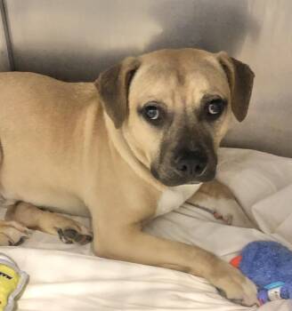 American Bulldog Dogs Available for Adoption in Parma, Ohio - Porky | PetCurious