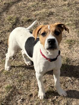 Terrier Dogs Available for Adoption in Big Rapids, Michigan - Jack | PetCurious