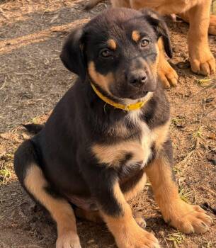 Labrador Retriever and Australian Kelpie Dogs Available for Adoption - Cain | PetCurious
