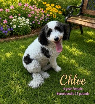 CHLOE - 4 YEAR FEMALE BERNEDOODLE - 31 POUNDS -  Bernedoodle Dog for Adoption in Mesa, Arizona - CHLOE - 4 YEAR FEMALE BERNEDOODLE - 31 POUNDS | PetCurious