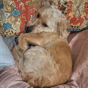 Wirehaired Dachshund and Poodle Dogs Available for Adoption - Wallace | PetCurious