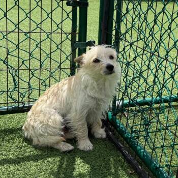 Mattie May 9429 -  Terrier and Mixed Breed Dog Available for Adoption in Loxahatchee Groves, Florida - Mattie May 9429 | PetCurious