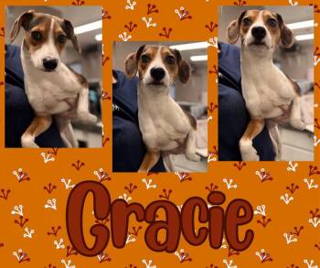 Gracie/Lucy -  Beagle Dog for Adoption in Hopkinsville, Kentucky - Gracie/Lucy | PetCurious