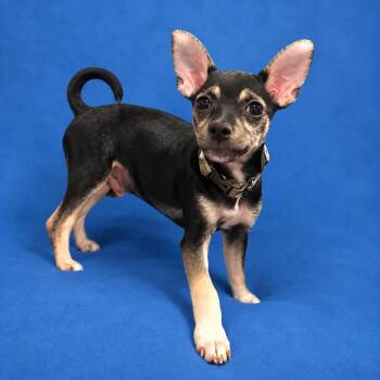 Lance -  Chihuahua Dog for Adoption in Shakopee, Minnesota - Lance | PetCurious