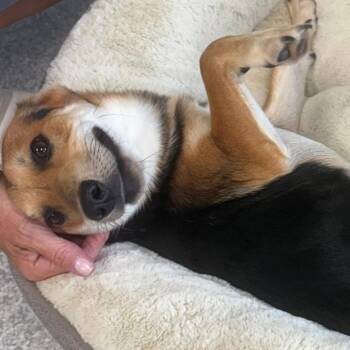 Torin -  Jack Russell Terrier and Beagle Dog for Adoption in East Hanover, New Jersey - Torin | PetCurious