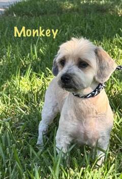 Monkey -  Lhasa Apso and Shih Tzu Dog for Adoption in Lucas, Texas - Monkey | PetCurious