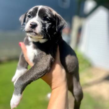 Allie Hayes -  Boston Terrier and Mixed Breed Dog for Adoption in Campton Hills, Illinois - Allie Hayes | PetCurious