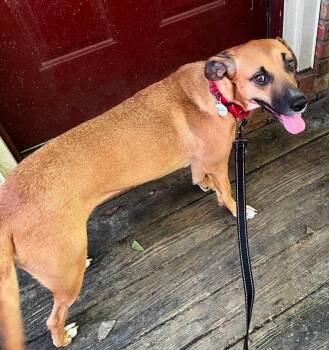 Gemma Rose -  Black Mouth Cur Dog for Adoption in Boston, Massachusetts - Gemma Rose | PetCurious