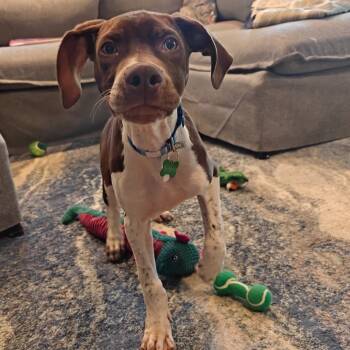 Rescue Black Labrador Retriever and Mixed Breed Dogs for Adoption in Tomah, Wisconsin - Memphis | PetCurious