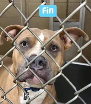 Rescue Mixed Breed Dogs for Adoption in Fairfield, New Jersey - Fin | PetCurious