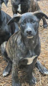 Labrador Retriever and Boxer Dogs Available for Adoption in Watertown, Connecticut - Dos | PetCurious
