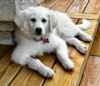 Countess -  Great Pyrenees Dog for Adoption in Kiowa, Oklahoma - Countess | PetCurious