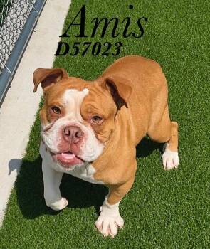 Amis -  Affenpinscher Dog for Adoption in Clarksville, Tennessee - Amis | PetCurious