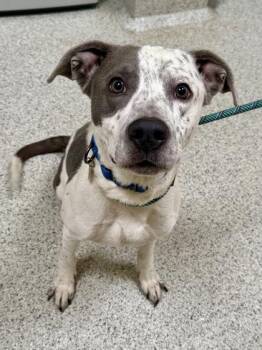 Gio -  Pit Bull Terrier Dog for Adoption in Downers Grove, Illinois - Gio | PetCurious
