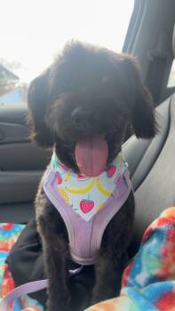 Miniature Poodle and Labradoodle Dogs Available for Adoption in Heiskell, Tennessee - Kelce Jane | PetCurious